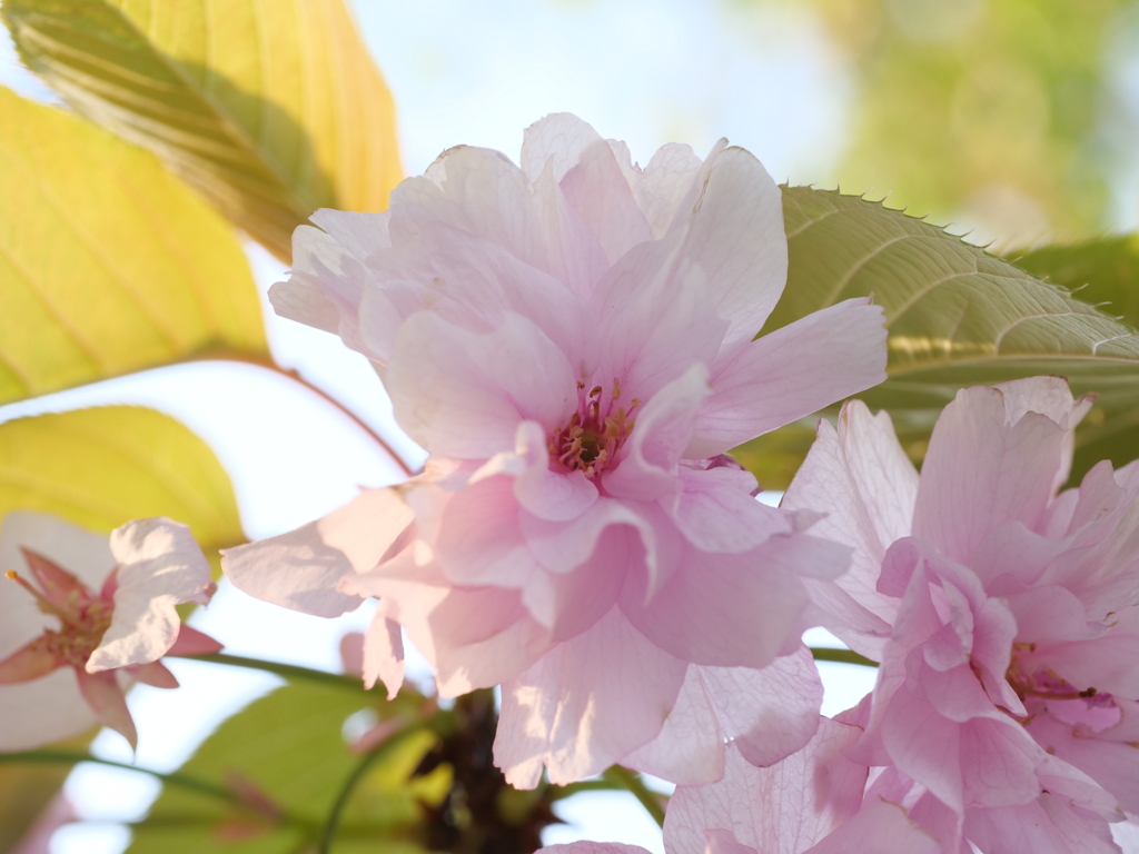 八重桜　その1