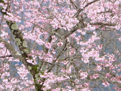 桜　その26