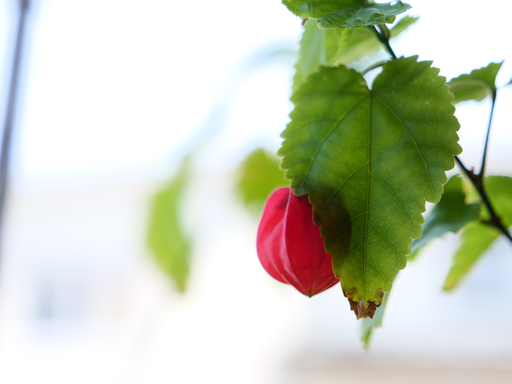 チロリアンランプ　その2