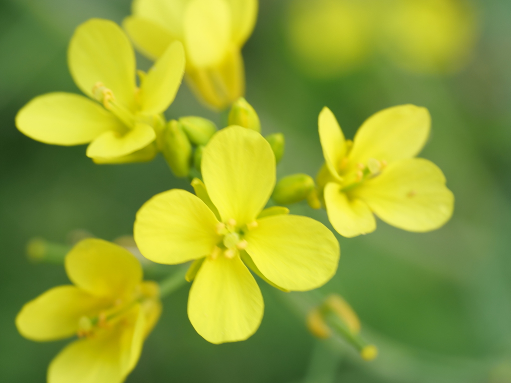 ナノハナ　その4