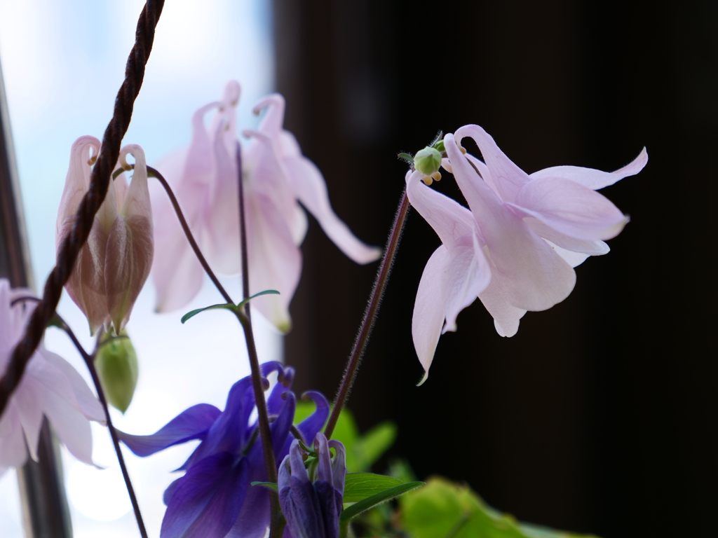 オダマキ　その9