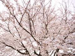桜　その17