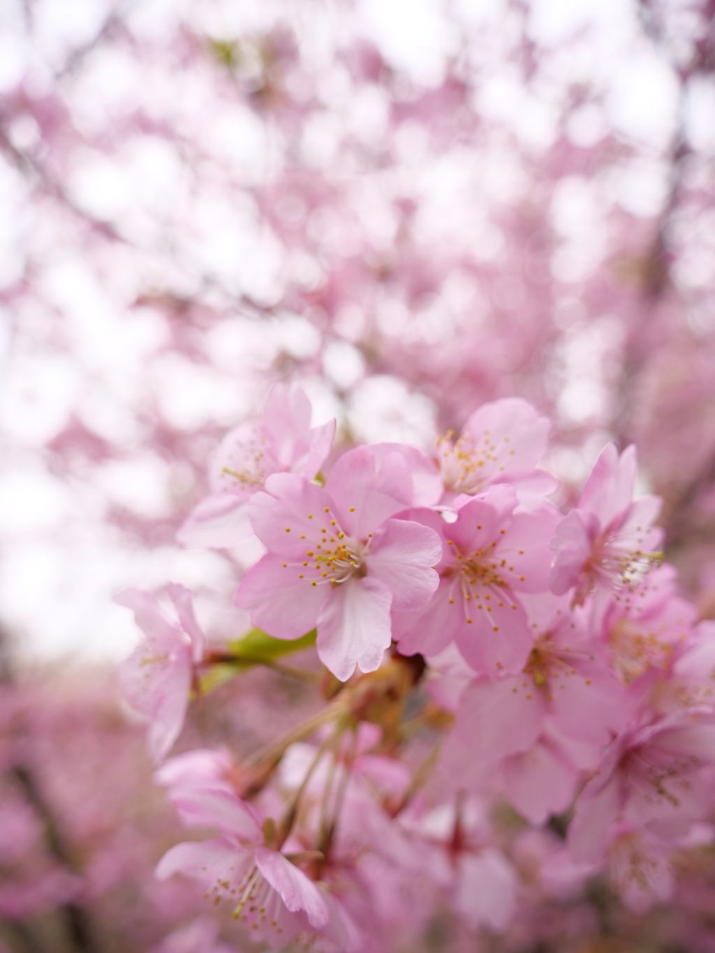 河津桜　その7