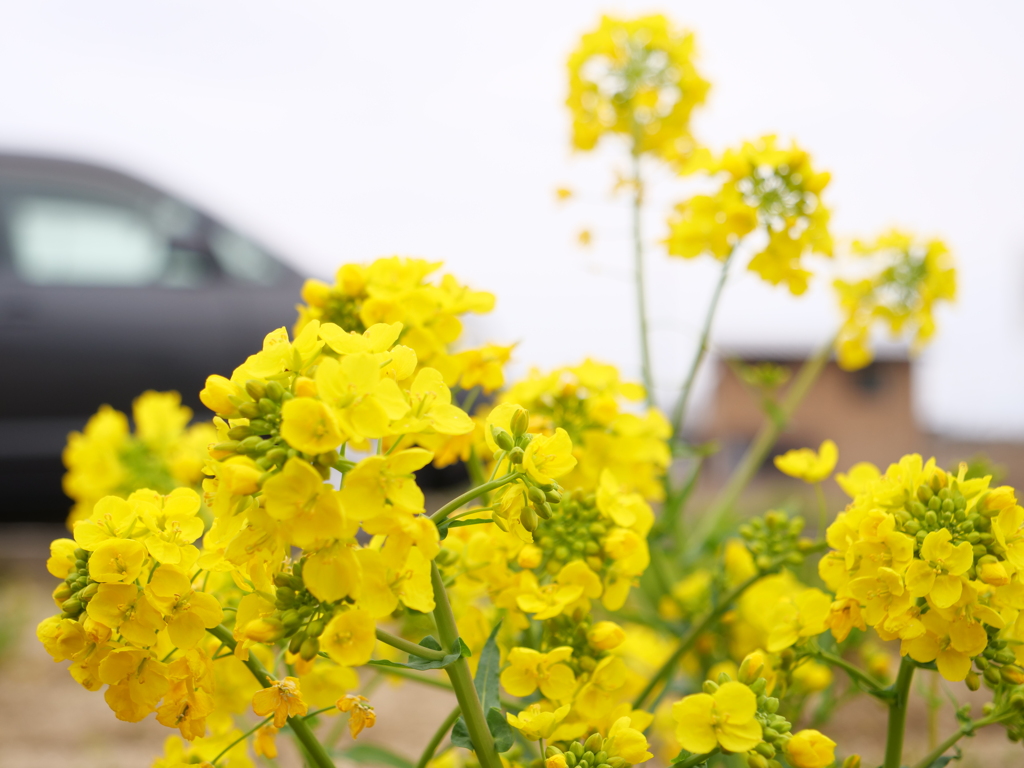 ナノハナ　その1