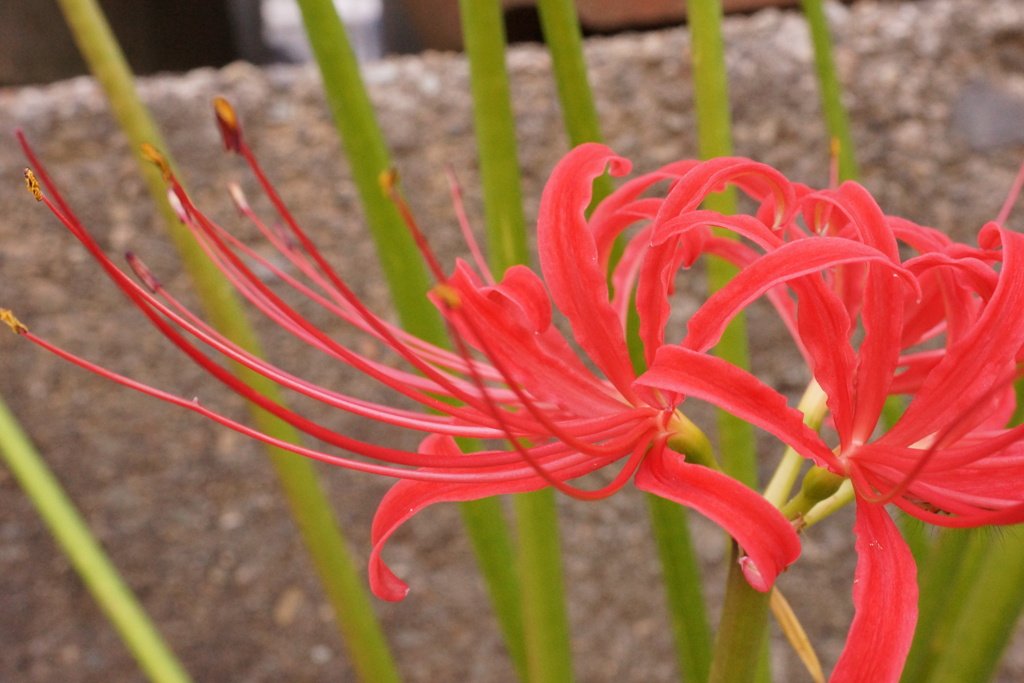 彼岸花　その6