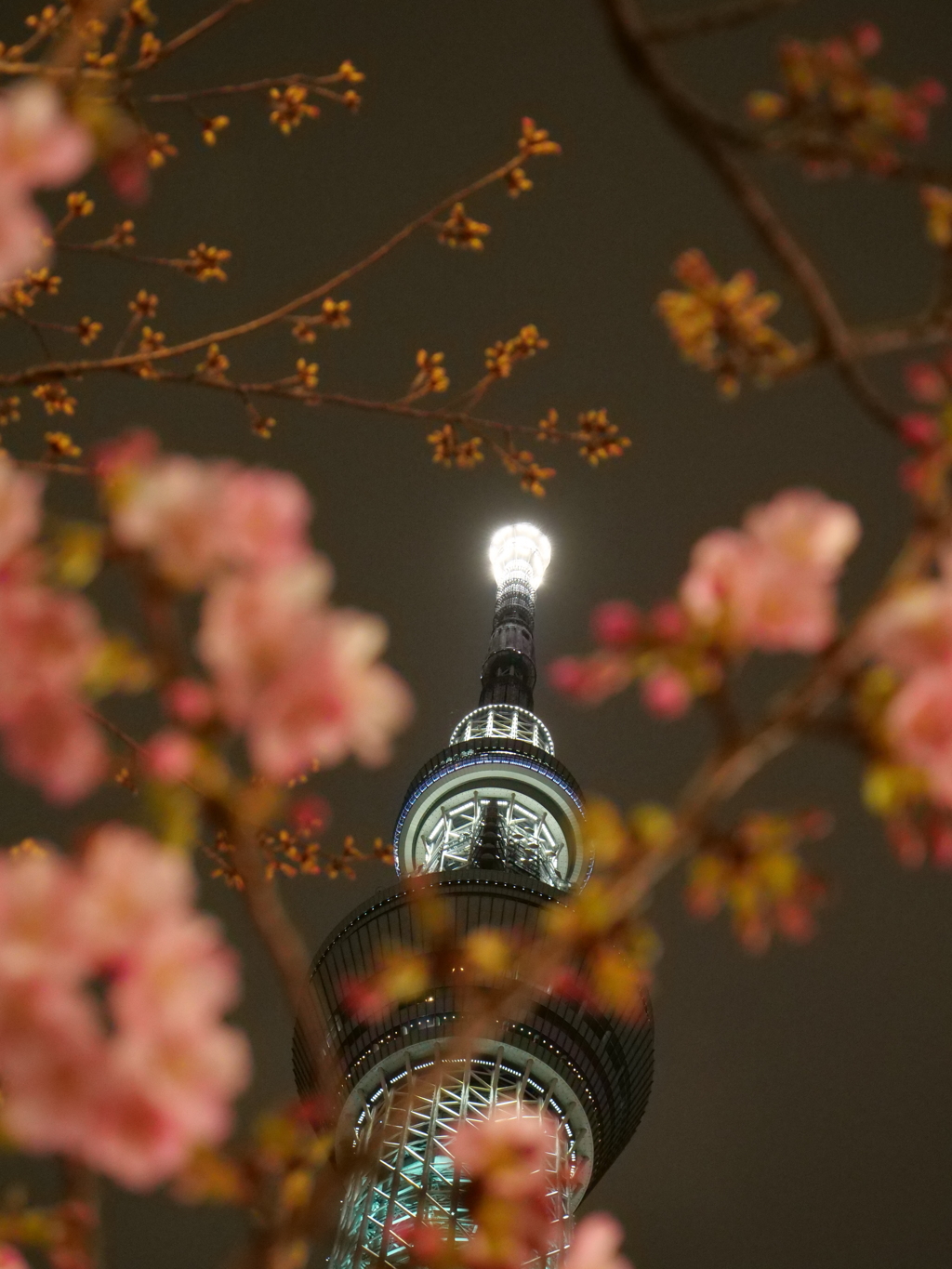 東京スカイツリー　その8