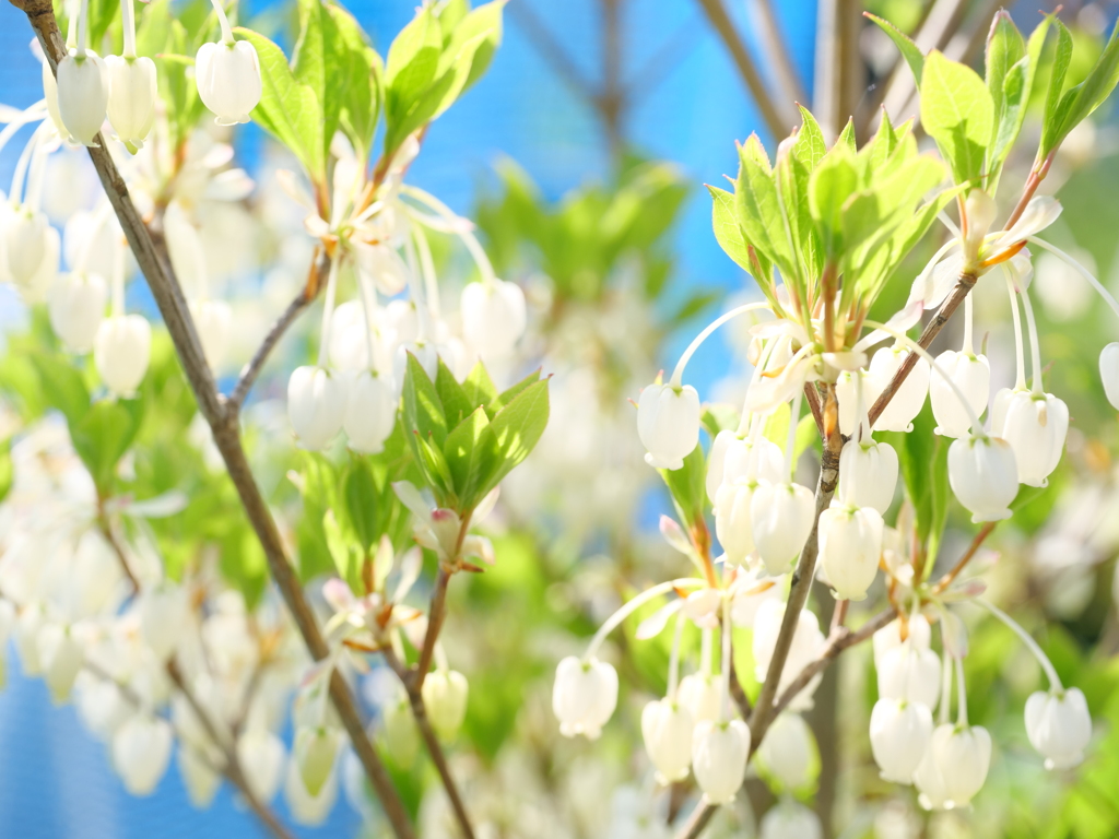 ドウダンツツジ　その3