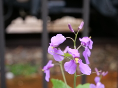 ショカツサイ　その1