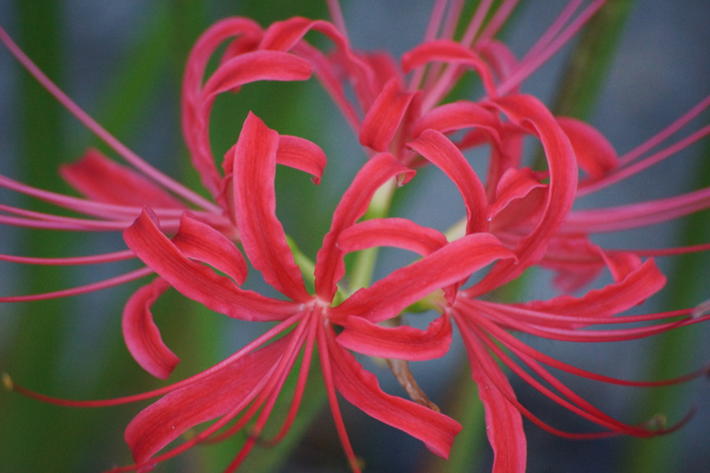 彼岸花　その7