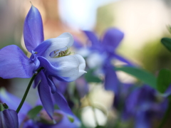 オダマキ　その7