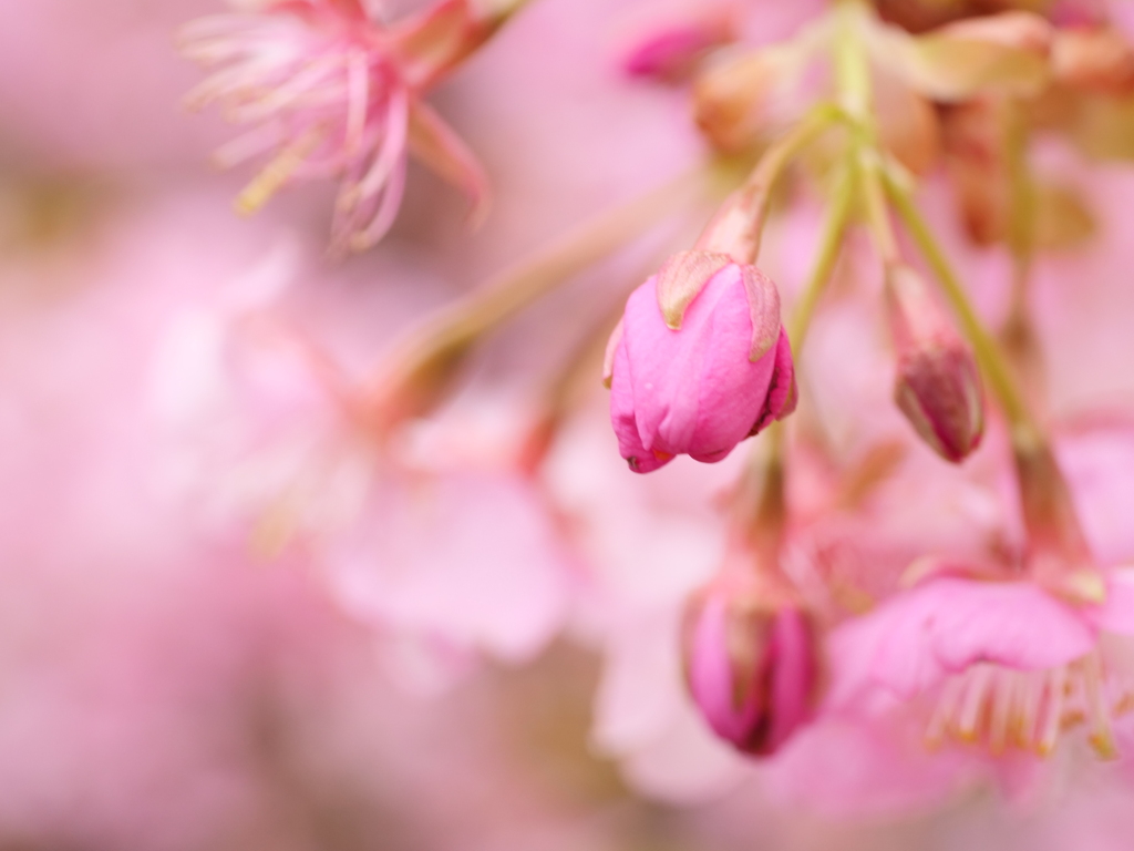 河津桜　その13