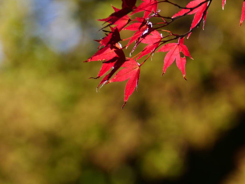 兼六園　その38