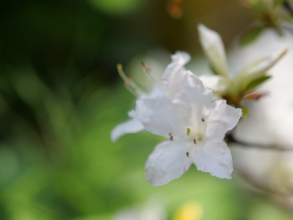 ノトキリシマ　その4