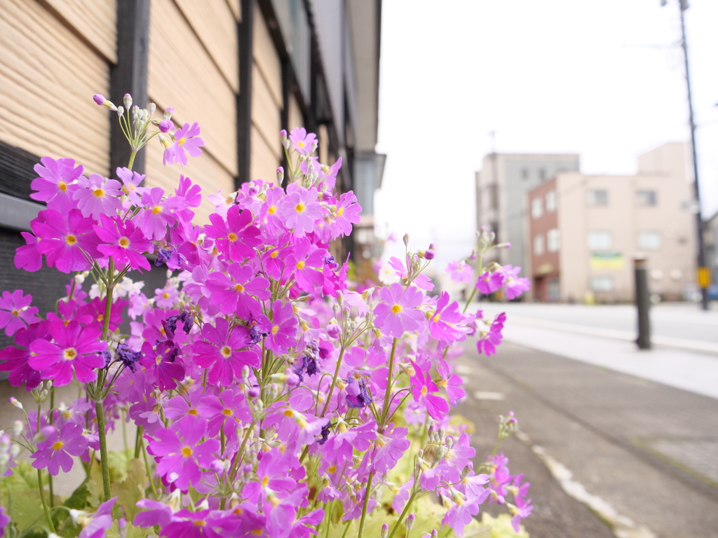 サクラソウ　その5