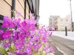 サクラソウ　その5