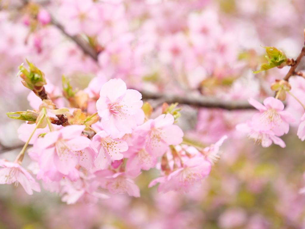 河津桜　その5