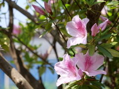 ツツジ　その13