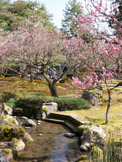 梅・兼六園　その11