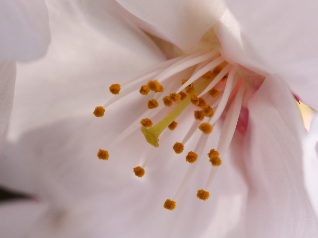 桜　その31