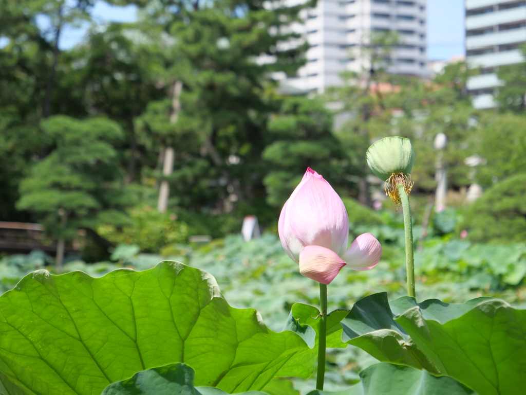 新潟市街　その22