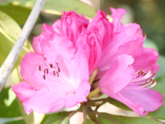 シャクナゲ　その1