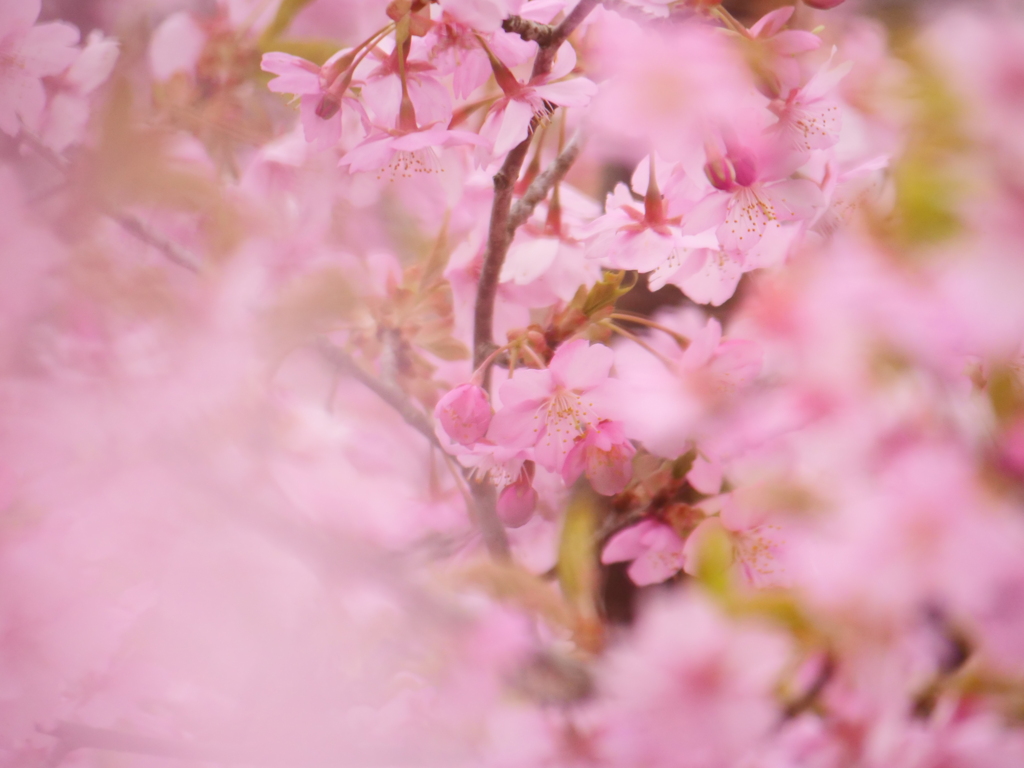 河津桜　その15