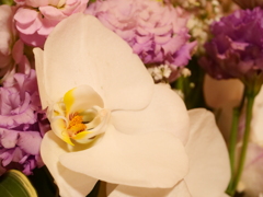 コチョウラン　その1