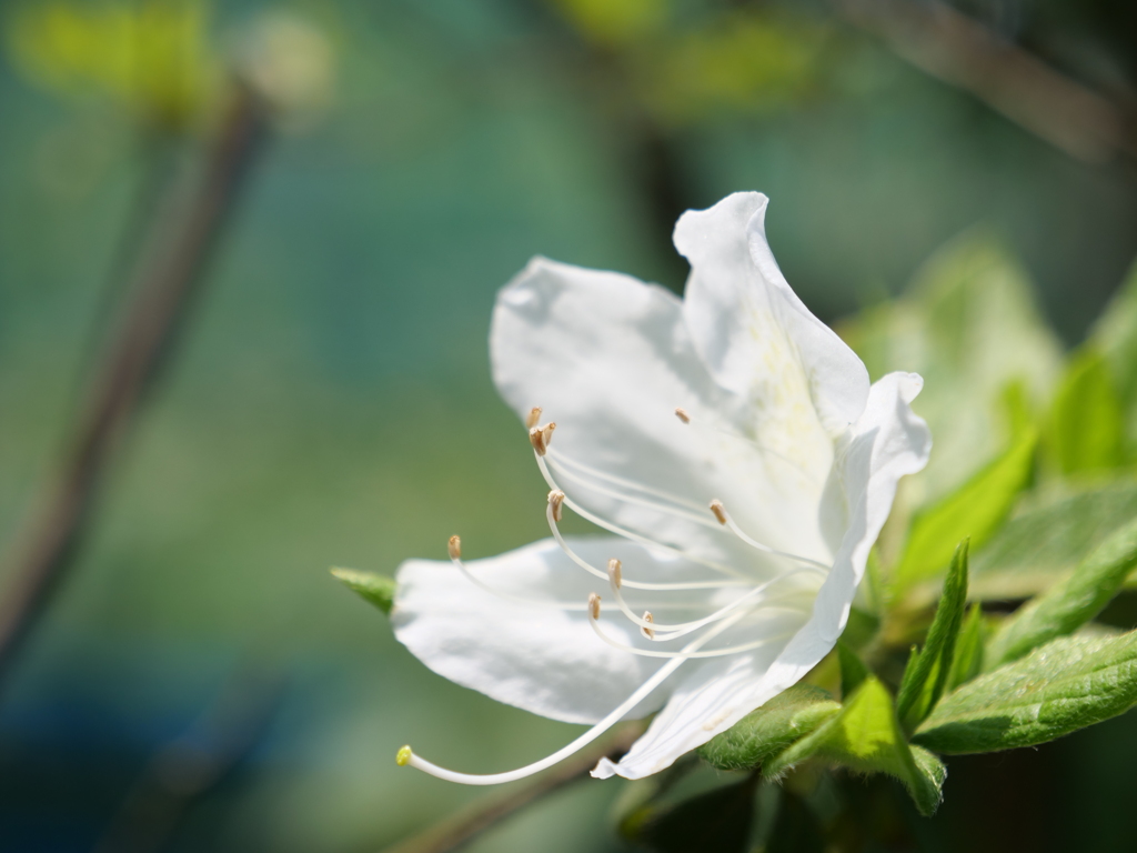 ツツジ　その18