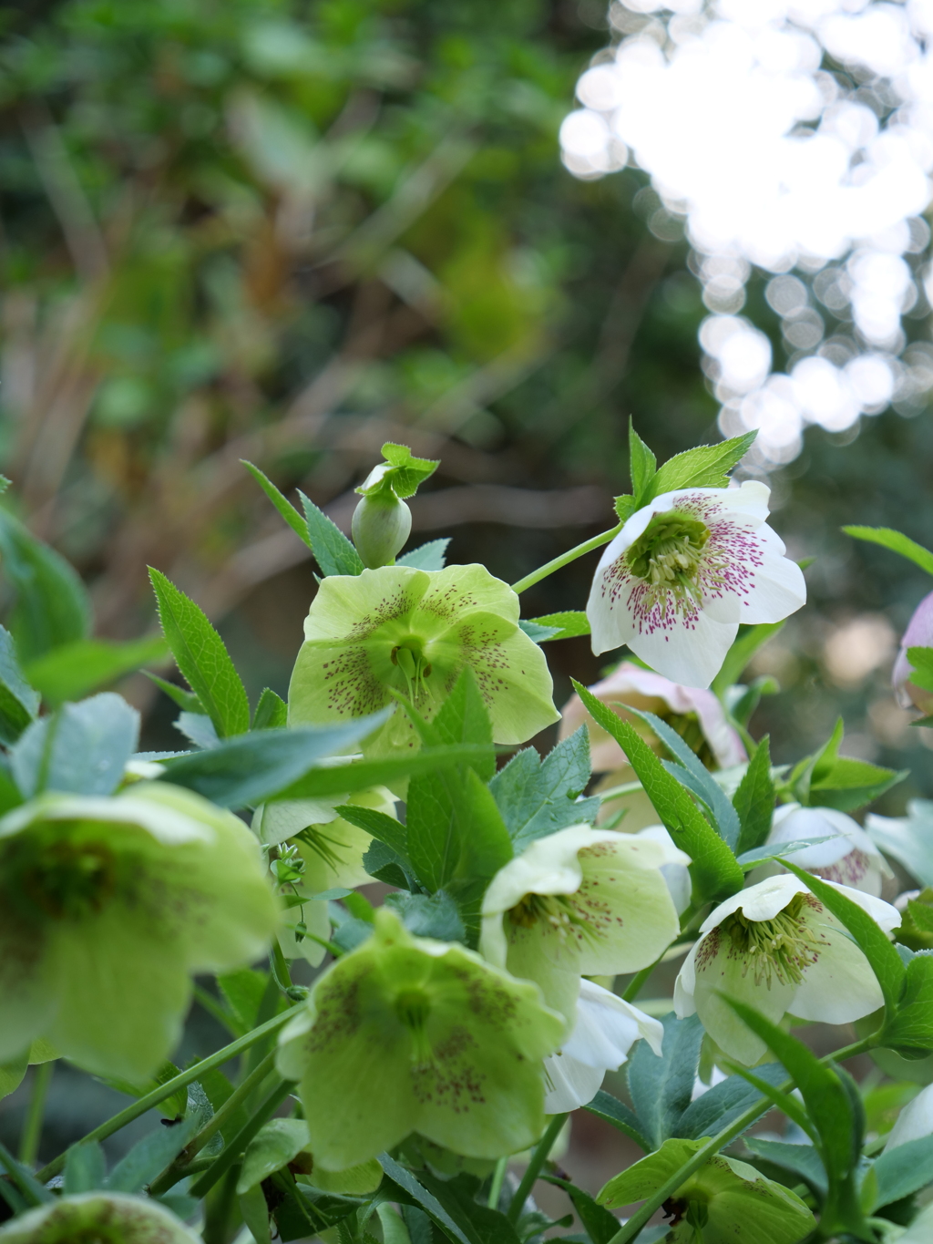 レンテンローズ　その3