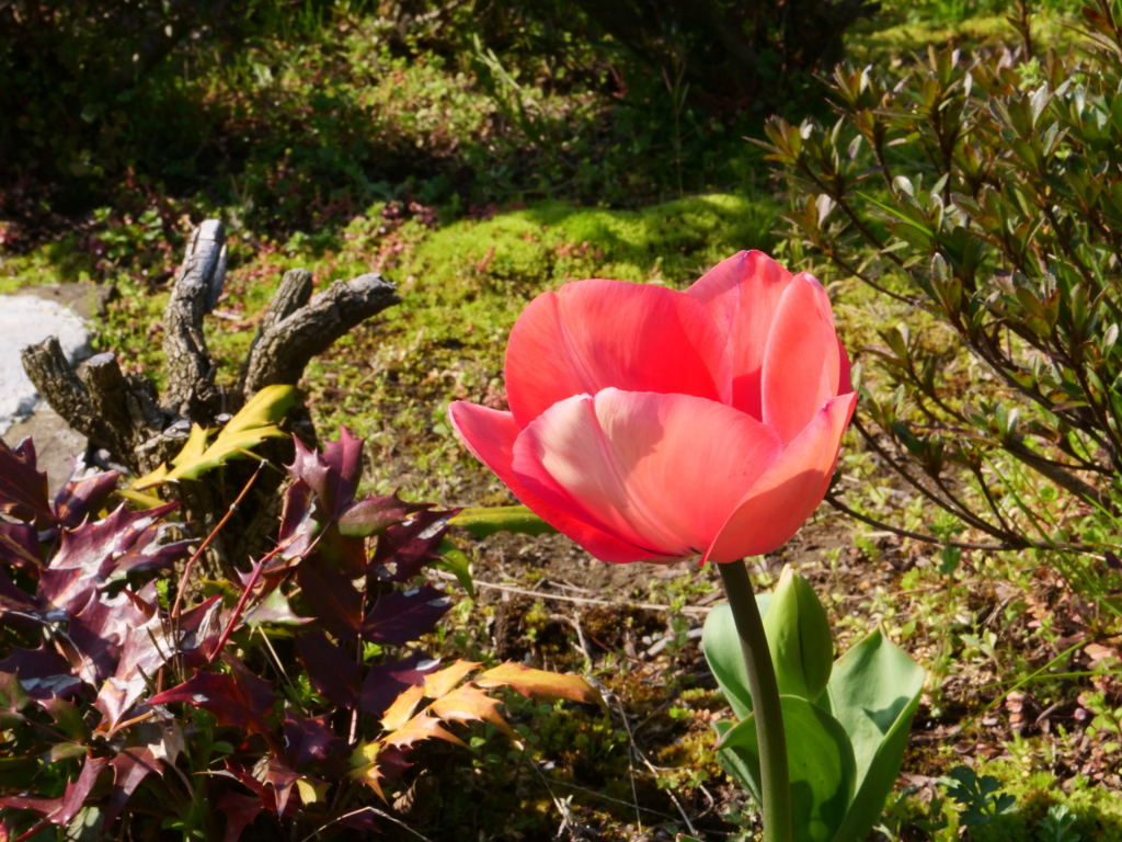 チューリップ　その1