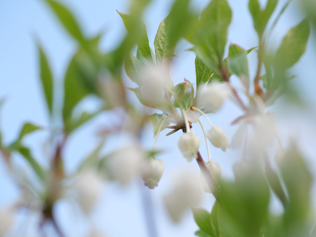 ドウダンツツジ　その6