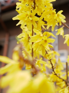 レンギョウ　その2