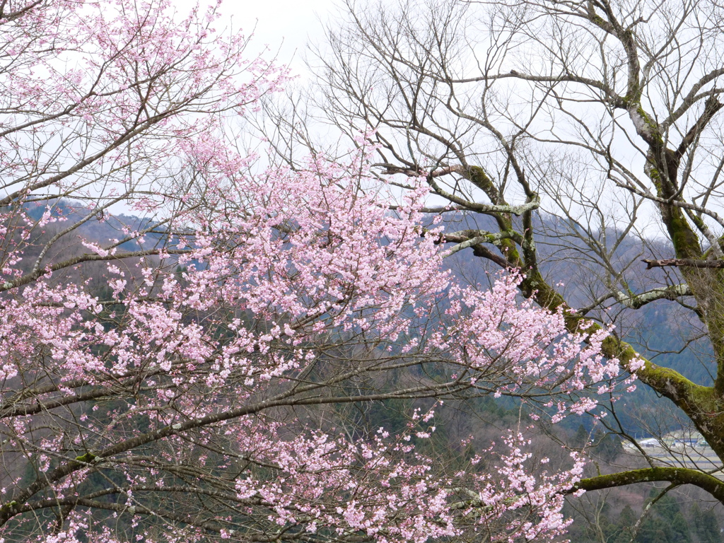 越前大野城　その9