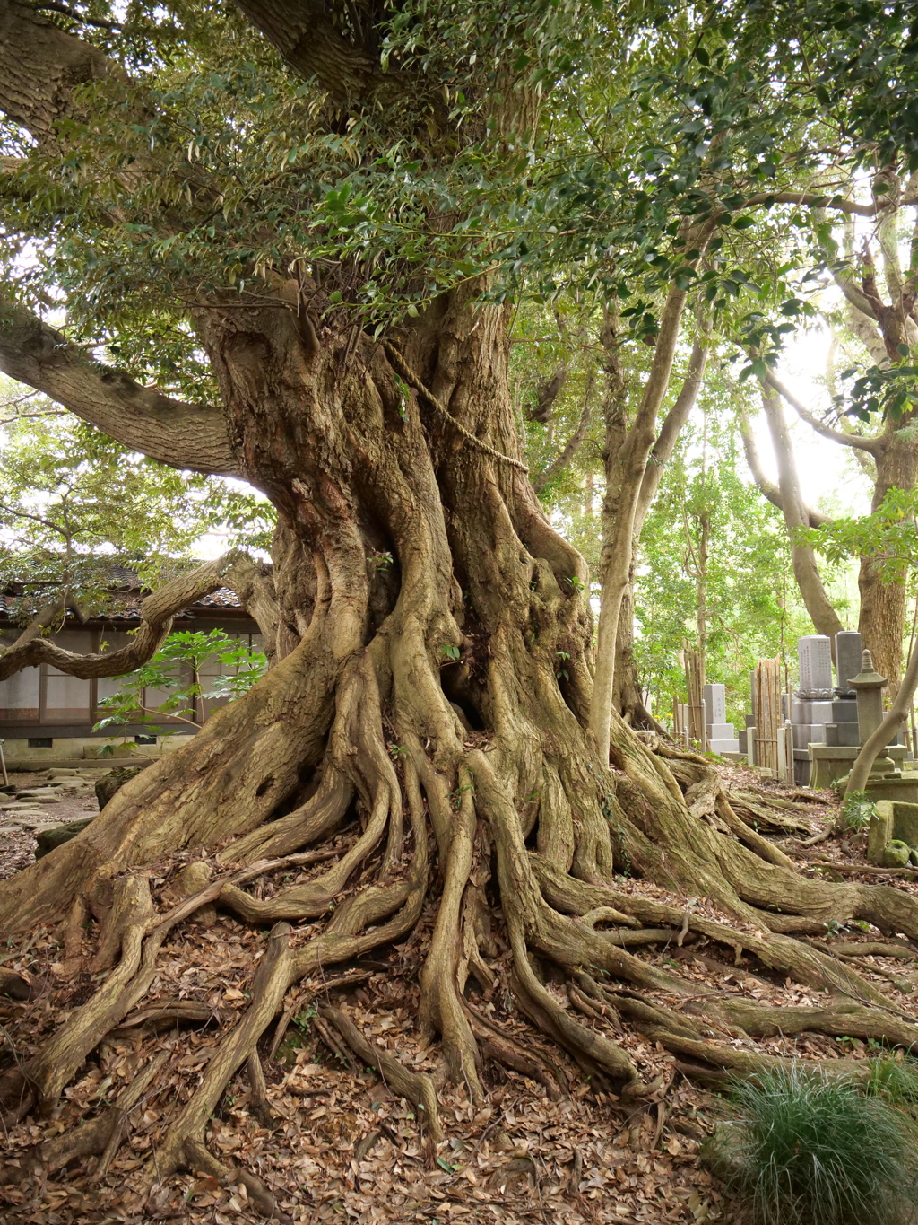 七尾・山の寺寺院群　その19