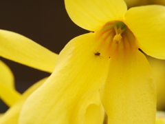 レンギョウ　その1