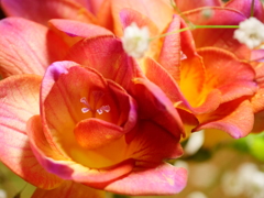 フリージア　その1