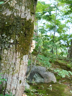 京都・金閣鹿苑寺　その23