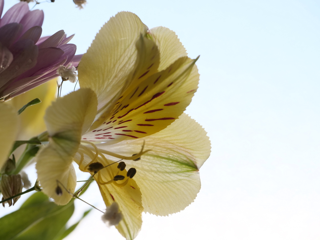 アルストロメリア　その2