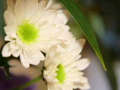 スプレーマム　その2