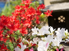 ノトキリシマ　その10