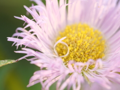 ハルジオン　その2