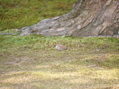 雀　その5