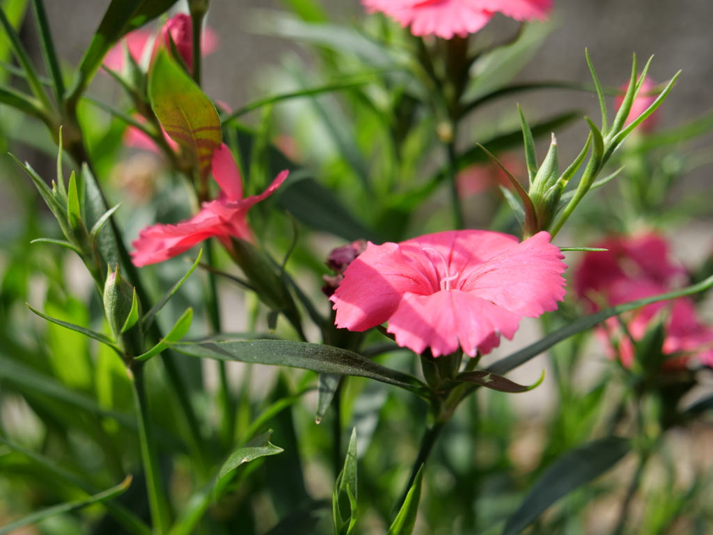 セキチク　その2