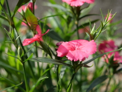 セキチク　その2