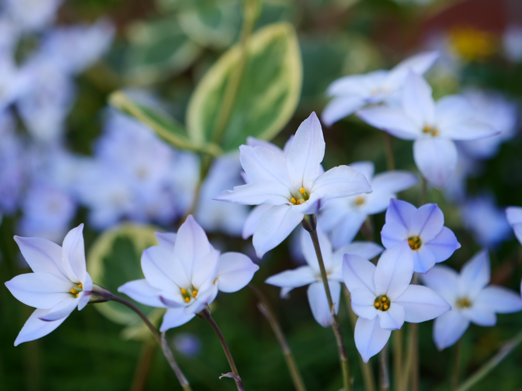 ハナニラ　その1