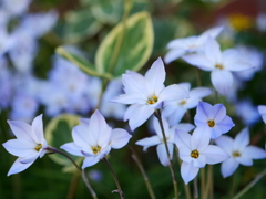 ハナニラ　その1