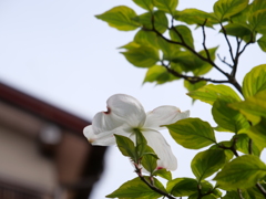 ハナミズキ　その3