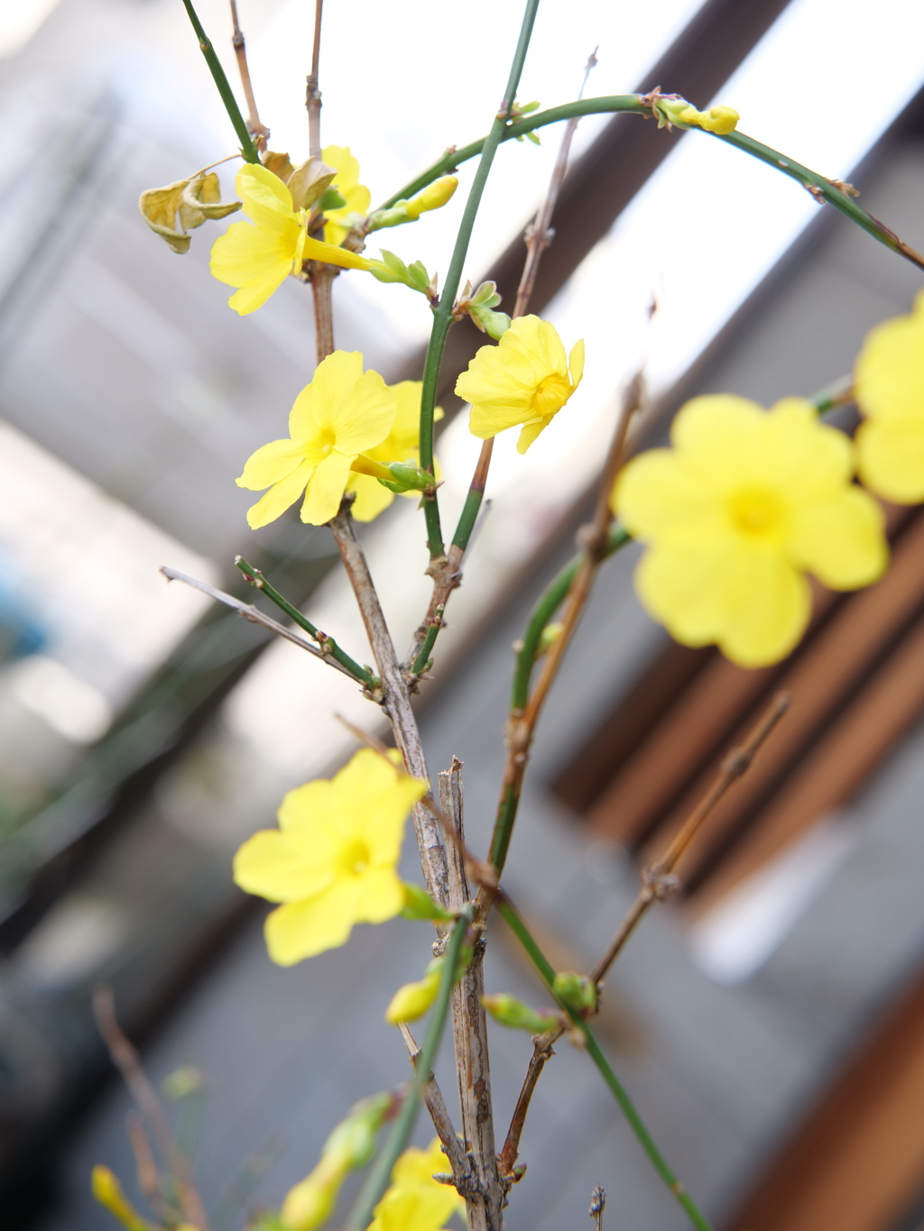 オウバイ　その4