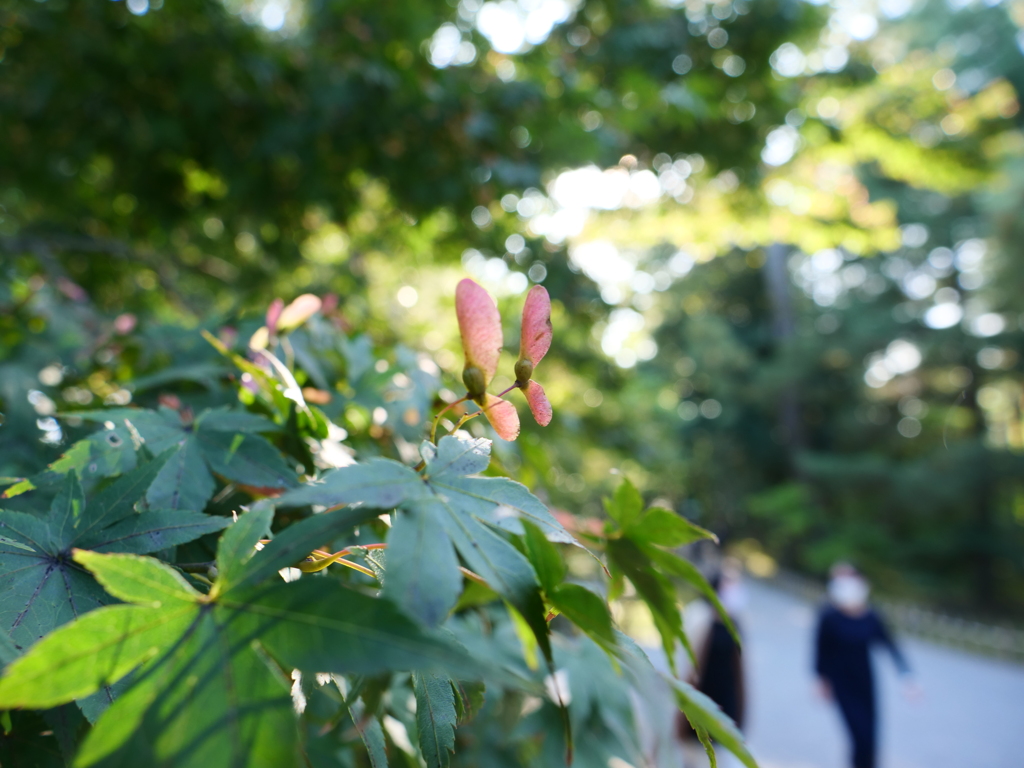 兼六園　その28