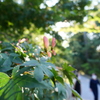 兼六園　その28